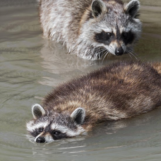 Common raccoon