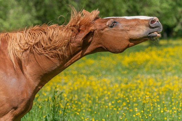 Horse shaking its mouth in a green pasture filled with yellow butter cups. Bas-Rhin