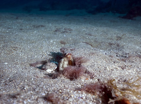 Common octopus