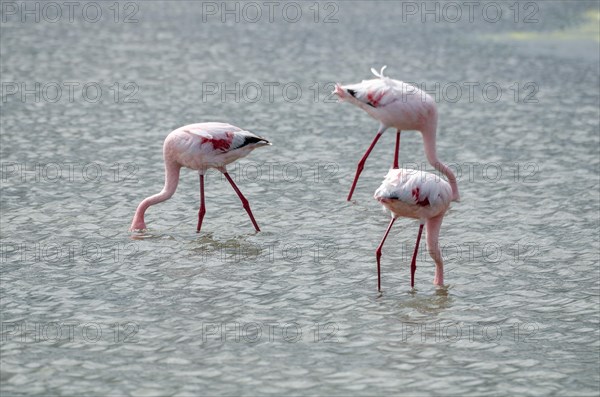 Lesser Flamingos
