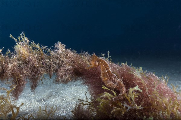 Short-snouted seahorse