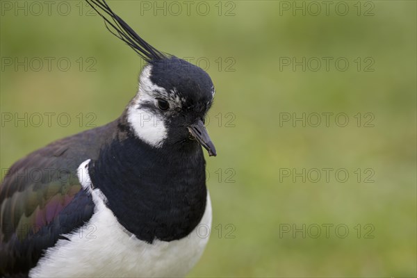Northern lapwing