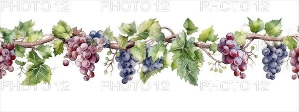 Seamless tileable watercolor row of fresh grapes on the vine on a white background