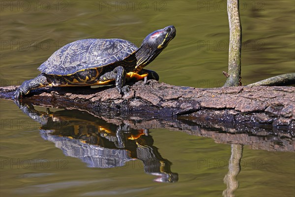 Red-eared slider