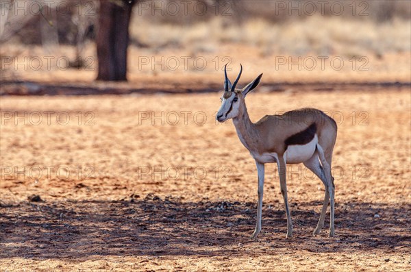Kalahari