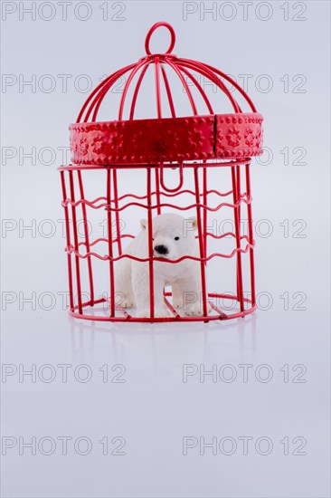 Polar bear captive in cage on white background