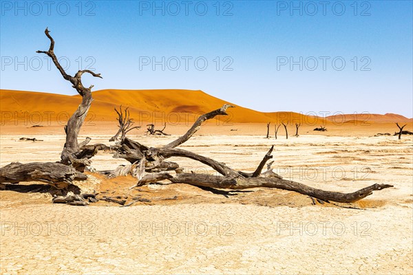 Dead camelthorn tree