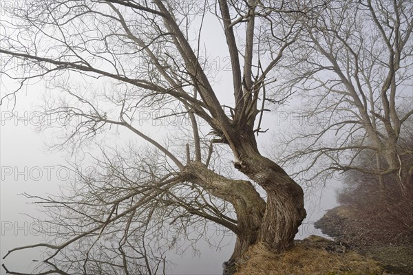 Foggy atmosphere at Lake Moehne