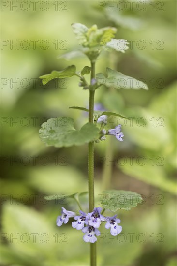 Ground ivy