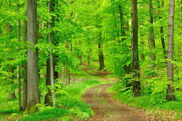 Hiking trail through natural beech forest in spring