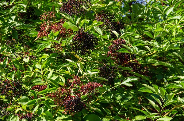 Elder bush full of ripe elderberries in midsummer