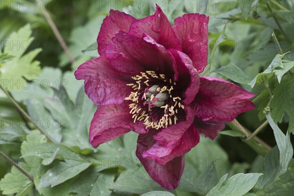 Bush peony