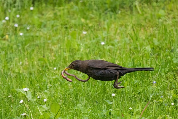 Blackbird