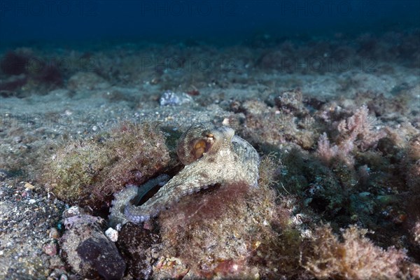 Common octopus