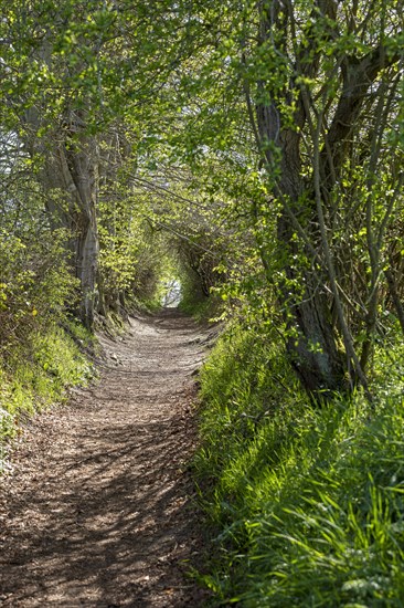 Hiking trail