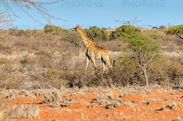 Kalahari