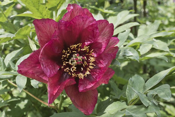Bush peony