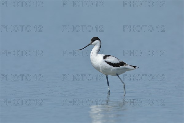 Black-capped avocet