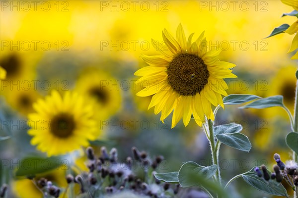 Sunflower