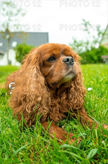 A domestic dog