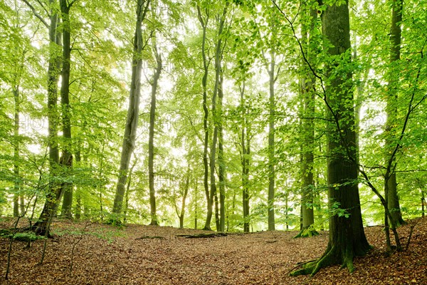 Unspoilt beech forest