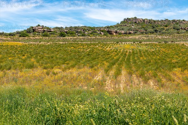Rooibos Plantation