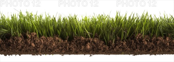 Seamless tileable row of fresh grass and soil on a white background