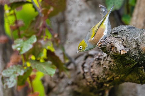 Silvereye