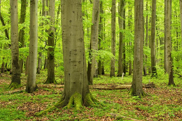 High forest with large old beeches