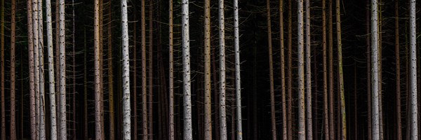 Panorama of trees in front of dark forest