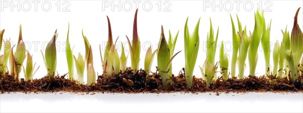 Seamless tileable cross section row of budding sprouts of new growth out of soil on a white background