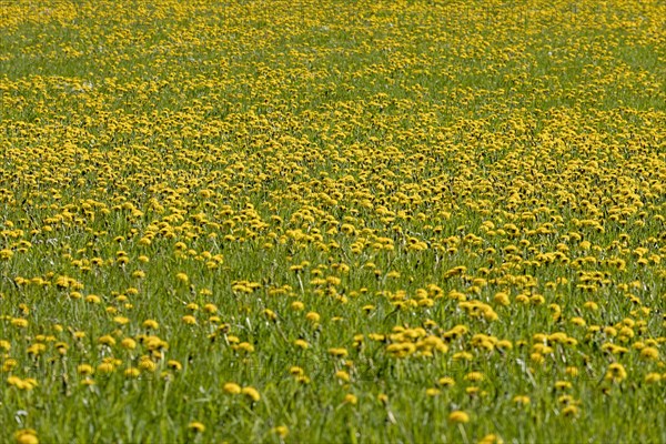 Flower meadow