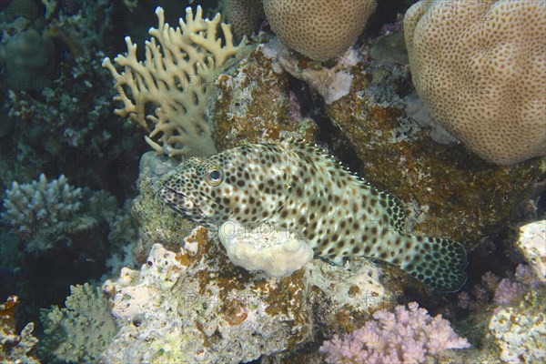 Greasy grouper