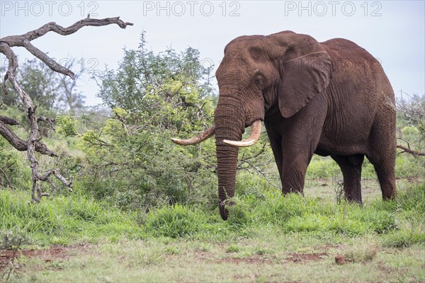African elephant