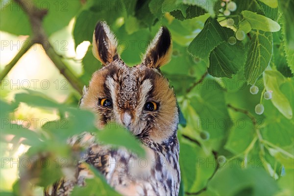 Long-eared owl