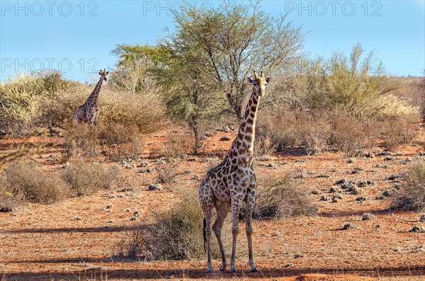 Kalahari