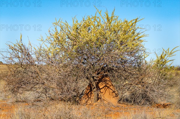 Kalahari
