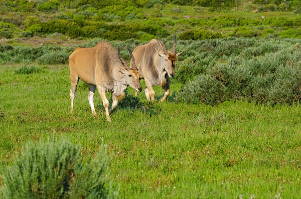 Common eland