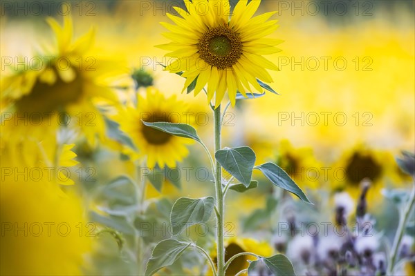 Sunflower