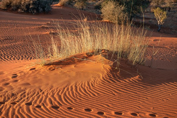 Kalahari