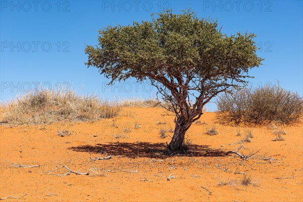 Kalahari