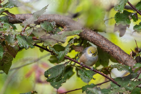 Silvereye