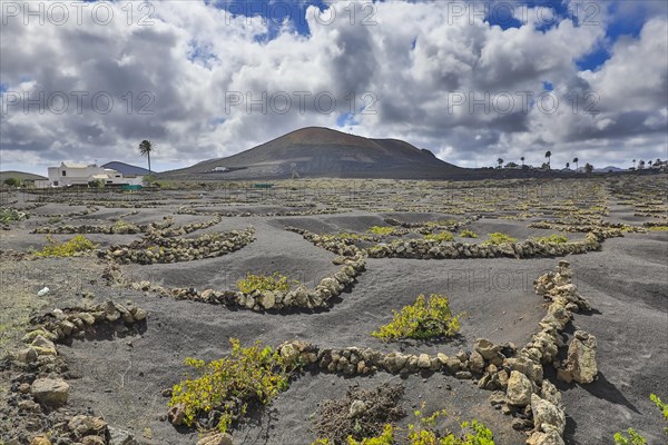 Vineyard in the volcanic landscape with view near Montana Blanca