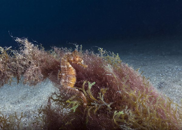 Short-snouted seahorse