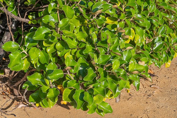 Kapuka shrub