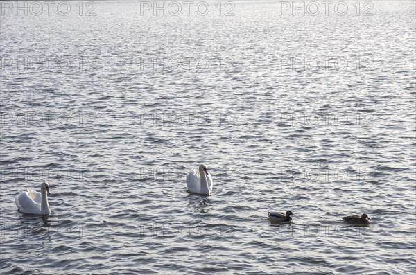 Swan family on the Moritzburg castle pond