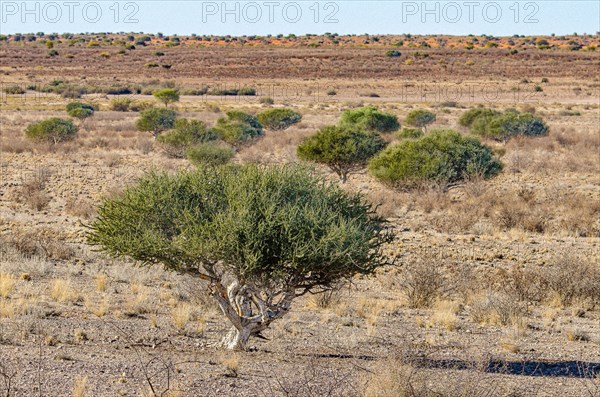 Kalahari