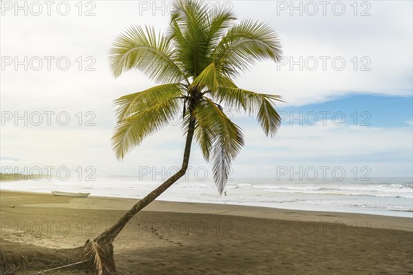 Closeup of a palm tree on a lonely beach at sunset. In the background a fisherman and his boat