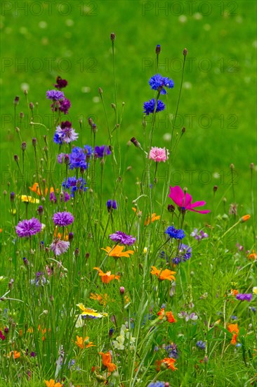Flower meadow