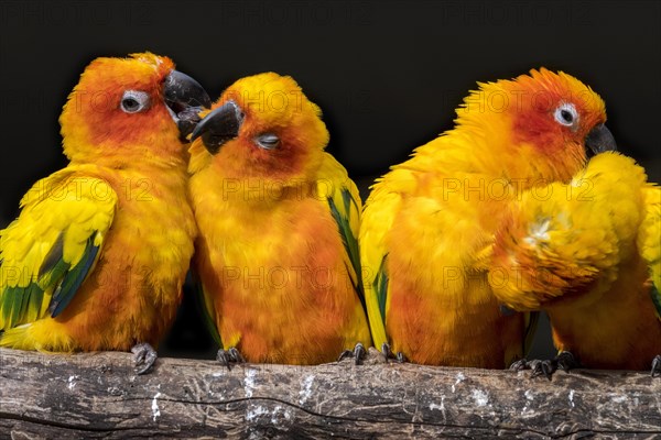 Sun parakeets